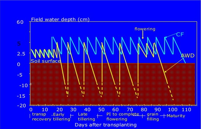 Alternative Wetting Drying（AWD）と呼ばれる水管理を行った場合の水田の水位変化の模式図
