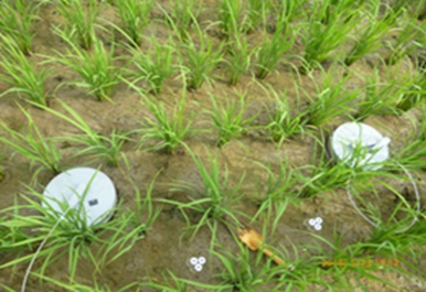タミルナドゥ稲研究所（TRRI）での調査 試験水田での小型チャンバーによるガス採取（2016年5月）
