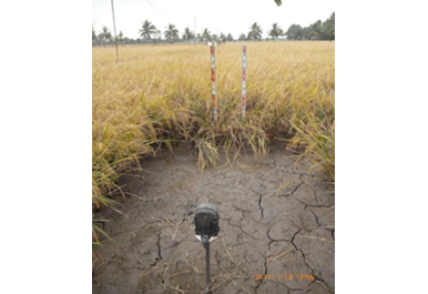 タミルナドゥ稲研究所（TRRI）での調査 タイムラプスカメラを用いた水稲体バイオマスの連続モニタリング 

