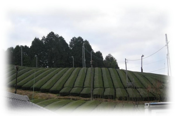 茶畑2