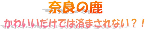 奈良の鹿 かわいいだけでは済まされない?!